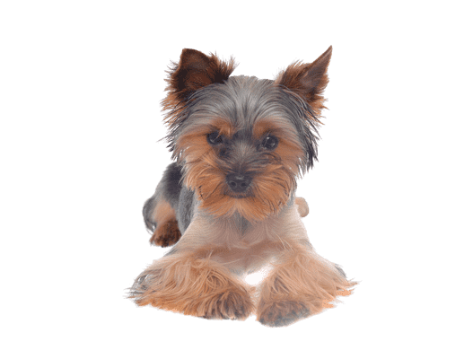 Australsk Terrier som senior