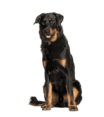 Beauceron som senior