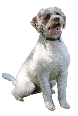 Lagotto Romagnolo som senior