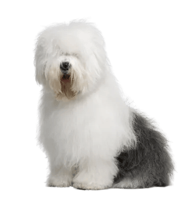 Old English Sheepdog