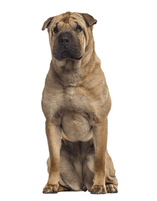 Shar Pei som senior