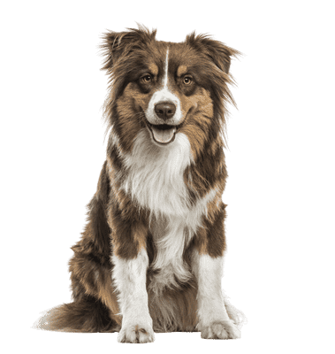 Australian Shepherd som ung/voksen