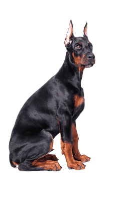 Dobermann