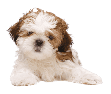 Shih Tzu som hvalp