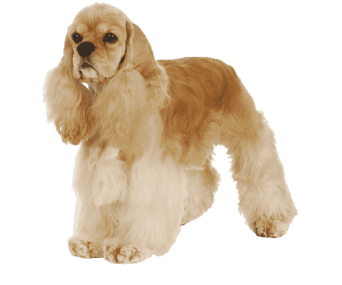 Amerikansk Cocker Spaniel