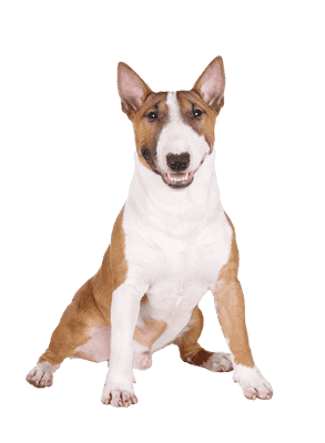 Bull Terrier