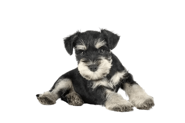 Schnauzer