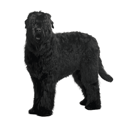 Sort Russisk Terrier som senior