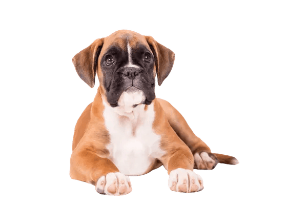 Boxer