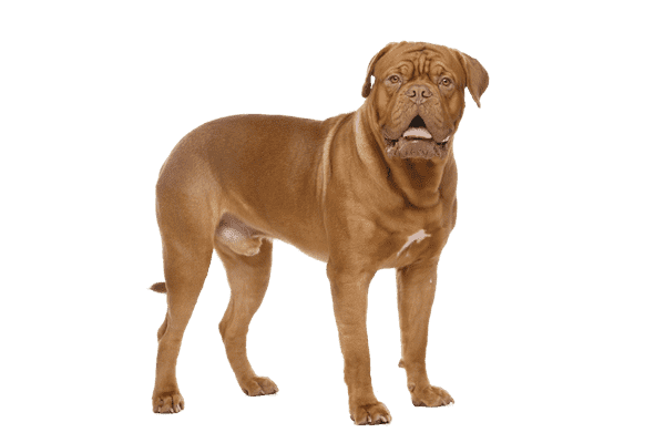 Dogue de Bordeaux som ung/voksen