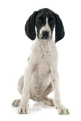 Braque d'Auvergne som hvalp