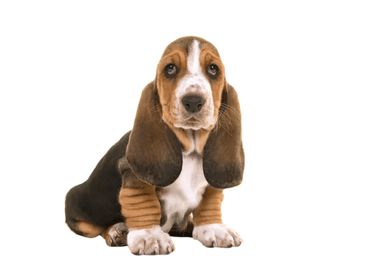 Basset Hound