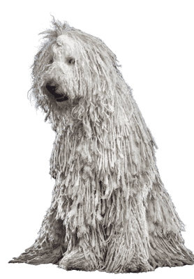 Komondor