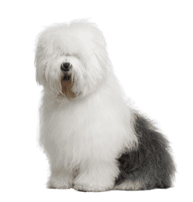 Old English Sheepdog som hvalp