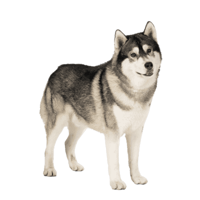 Alaskan Malamute