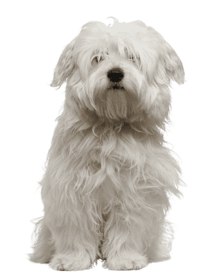 Coton de Tulear som ung/voksen