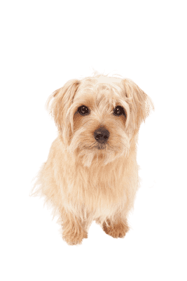 Norfolk Terrier som senior