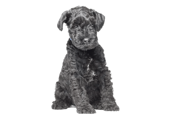 Kerry Blue Terrier
