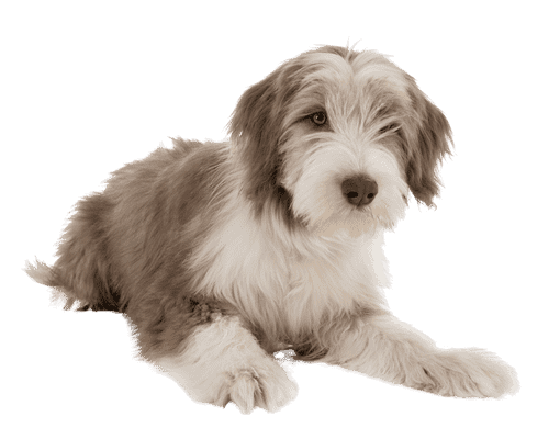 Bearded Collie som hvalp