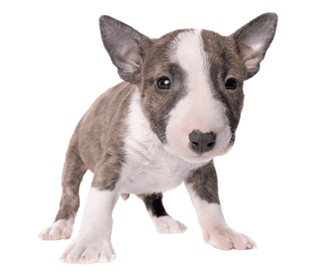 Bull Terrier som hvalp