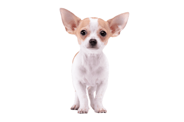 Chihuahua som hvalp
