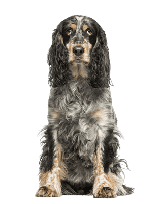 Engelsk Springer Spaniel som senior