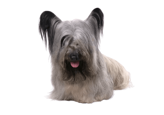 Skye Terrier