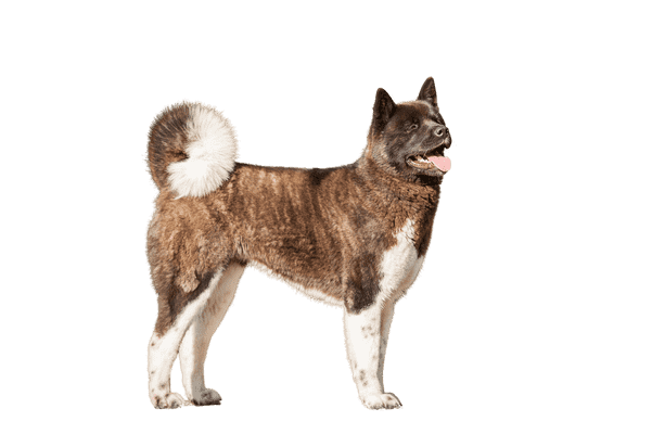 American Akita som senior