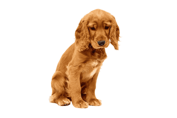 Engelsk Cocker Spaniel som hvalp