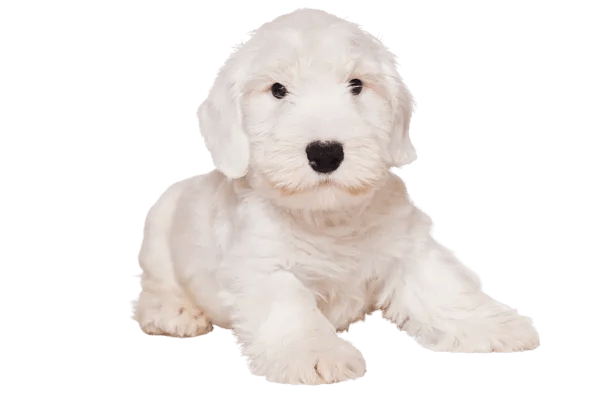 Sealyham Terrier