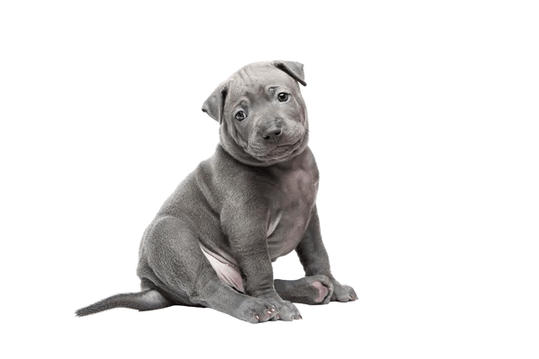 Thai Ridgeback Dog
