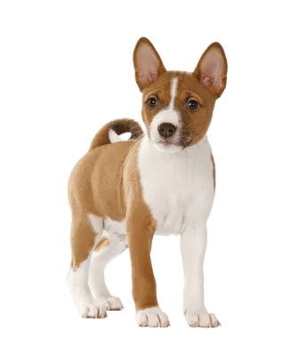 Basenji