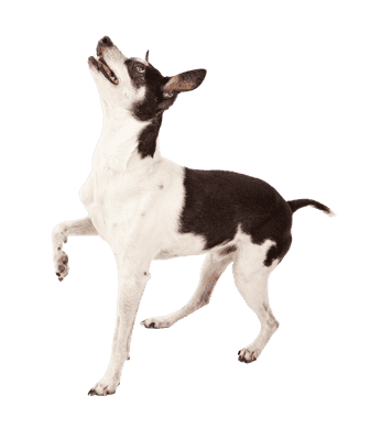 Rat Terrier