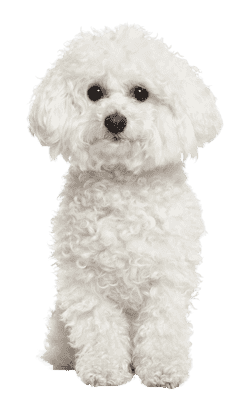 Bichon Frisé som senior