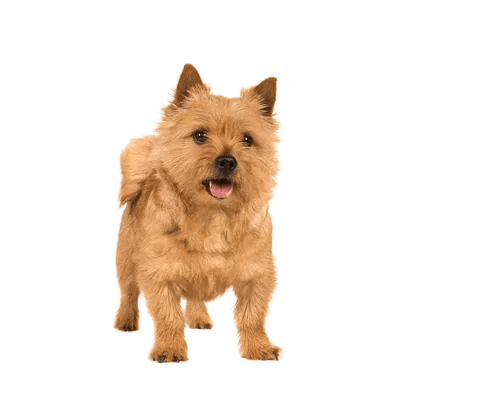 Norwich Terrier