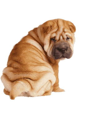 Shar Pei som hvalp