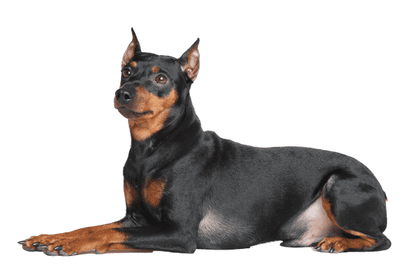 Tysk Pinscher som senior