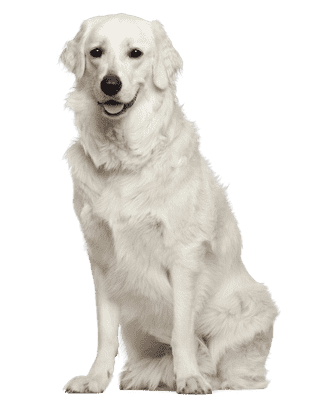 Kuvasz