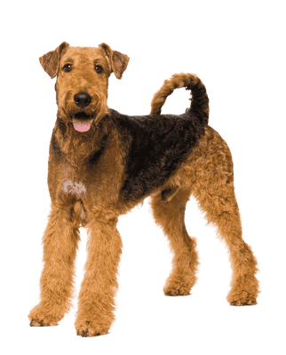 Airedale Terrier