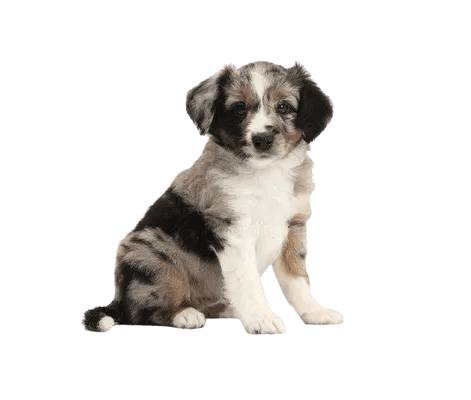 Miniature American Shepherd
