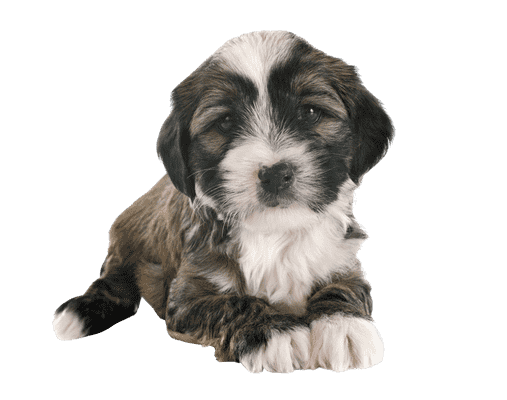 Tibetansk Terrier som hvalp