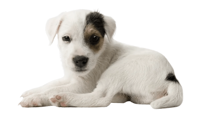 Parson Russell Terrier