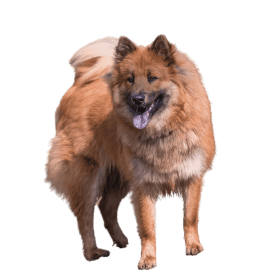 Eurasier som senior