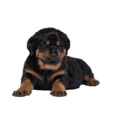 Rottweiler som hvalp