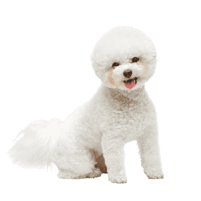 Bichon Frisé