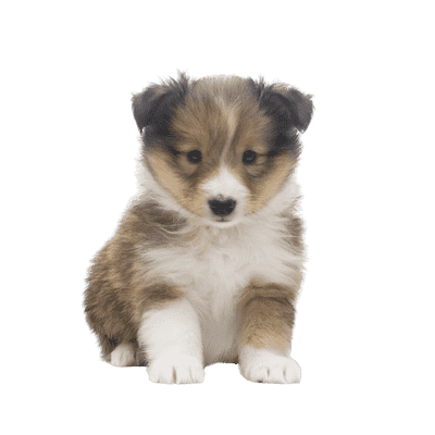 Shetland Sheepdog som hvalp