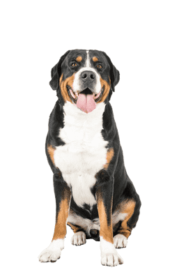 Grosser Schweizer Sennenhund som senior