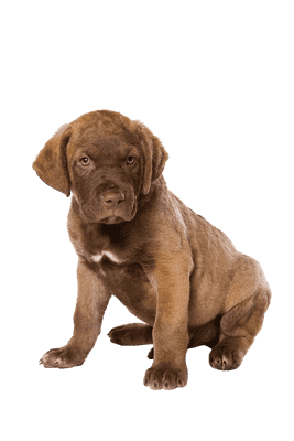 Chesapeake Bay Retriever som hvalp