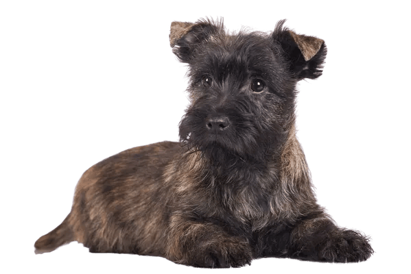 Cairn Terrier