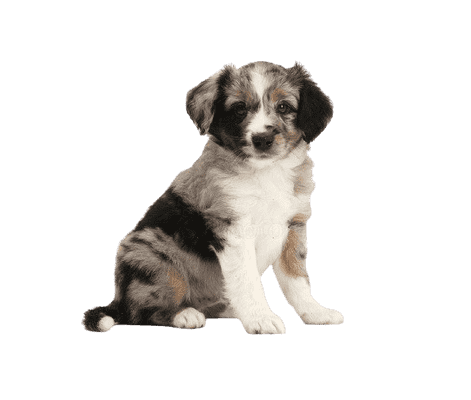 Miniature American Shepherd som hvalp